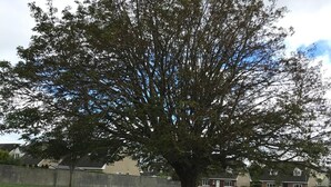 Ein großer Baum in einer grünen Wiese, im Hintergrund Häuser.
