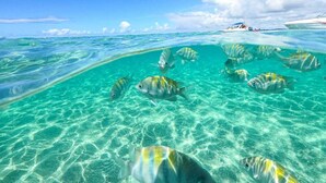 Un mar azul y transparente con varios peces nadando cerca de la superficie.