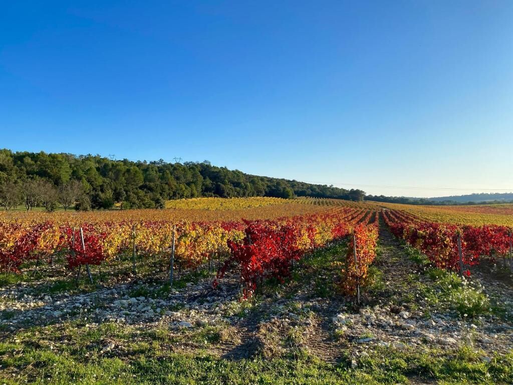 A vineyard with rows of grapevines under a clear sky.