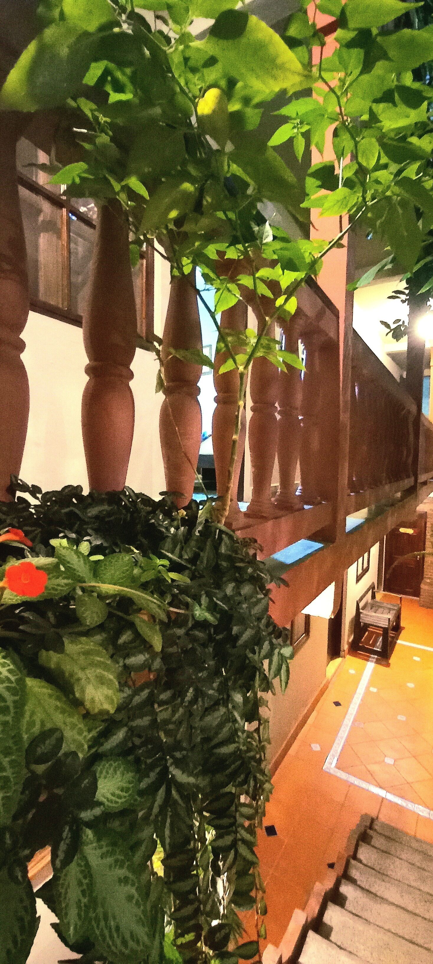Un balcón con una planta en maceta y vistas al interior del edificio.
