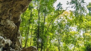 A group of hikers on a rocky trail surrounded by dense forest. - Bella's Backpackers (San Ignacio)