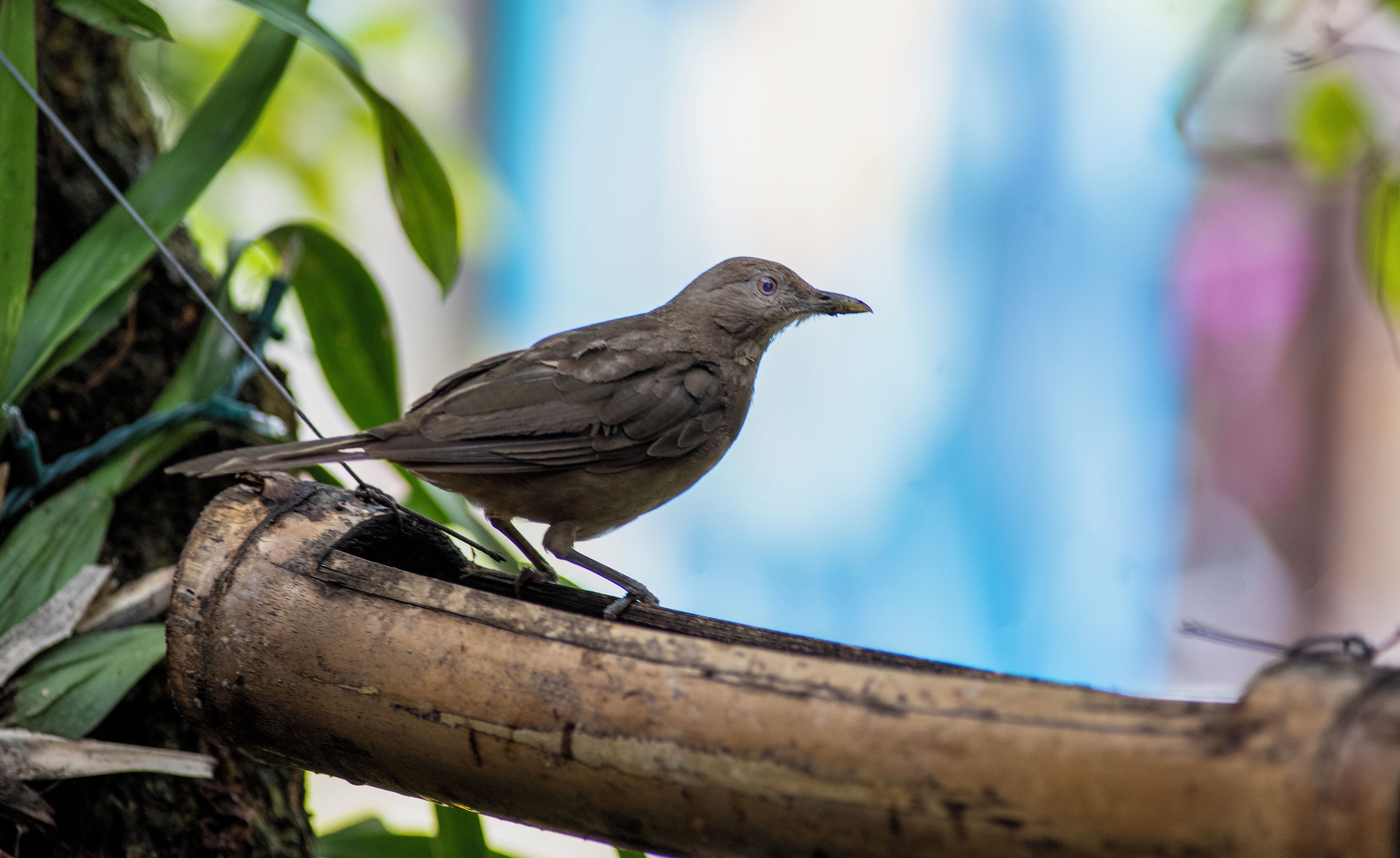 Un pájaro posado en una rama.