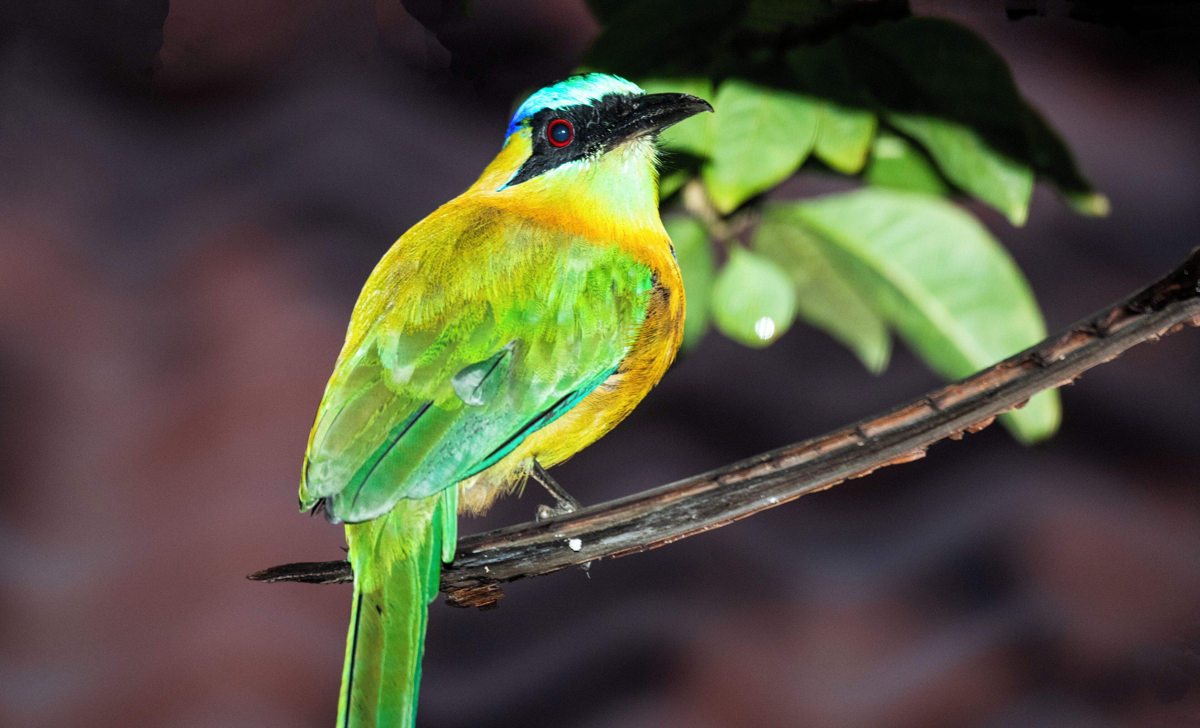 Un pájaro posado en una rama.