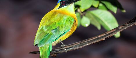 Un pájaro posado en una rama.
