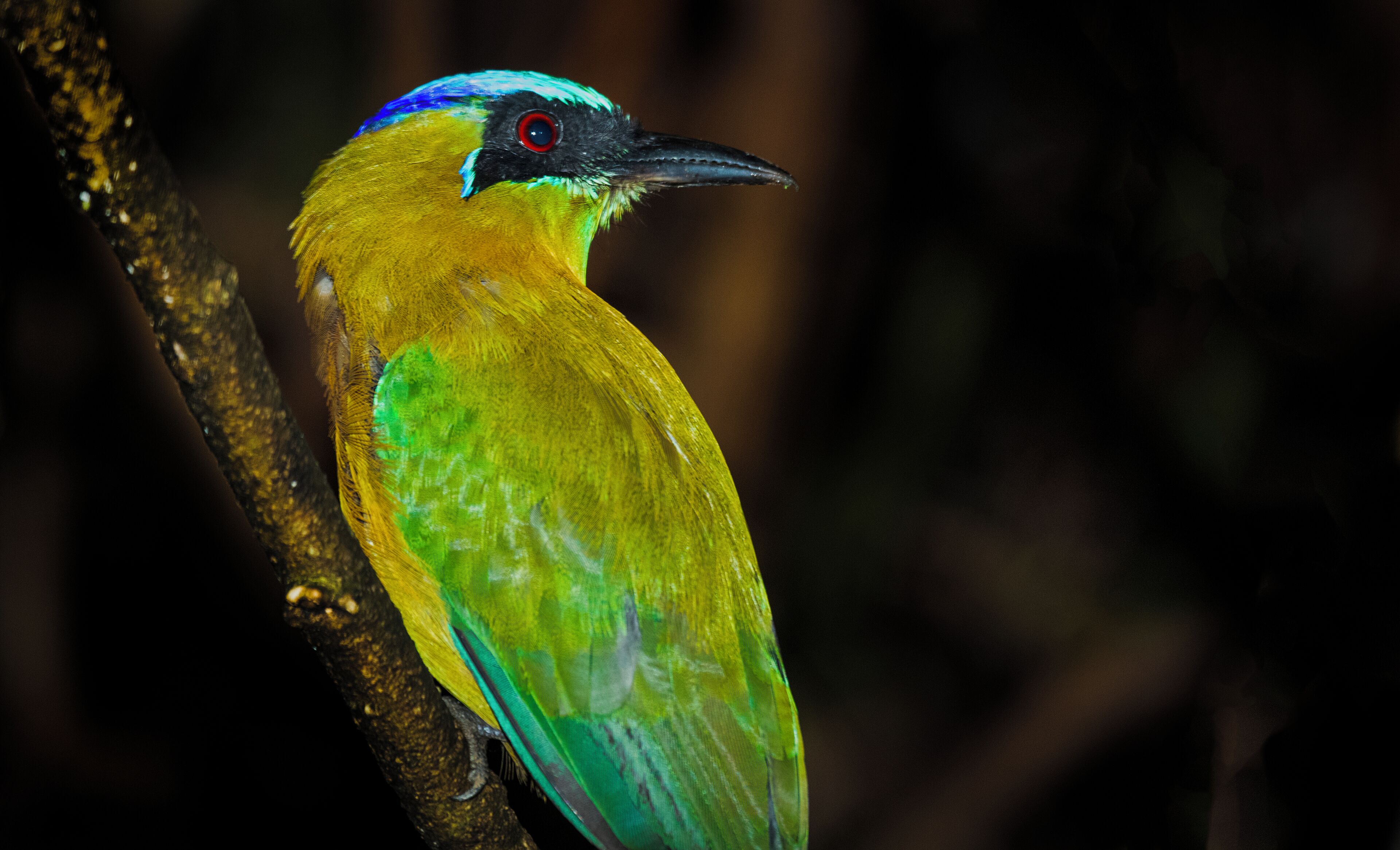 A bird with yellow and green plumage perched on a branch.