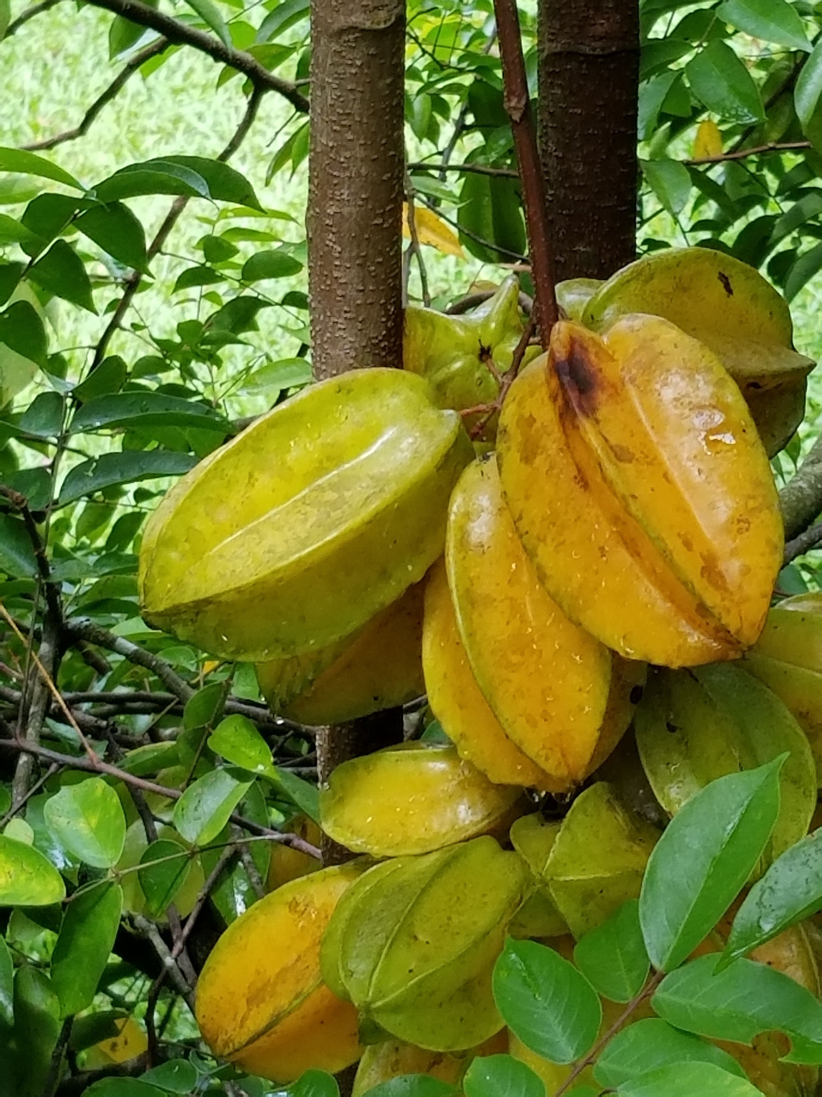 A cluster of yellow fruits hanging from a tree with green leaves.
