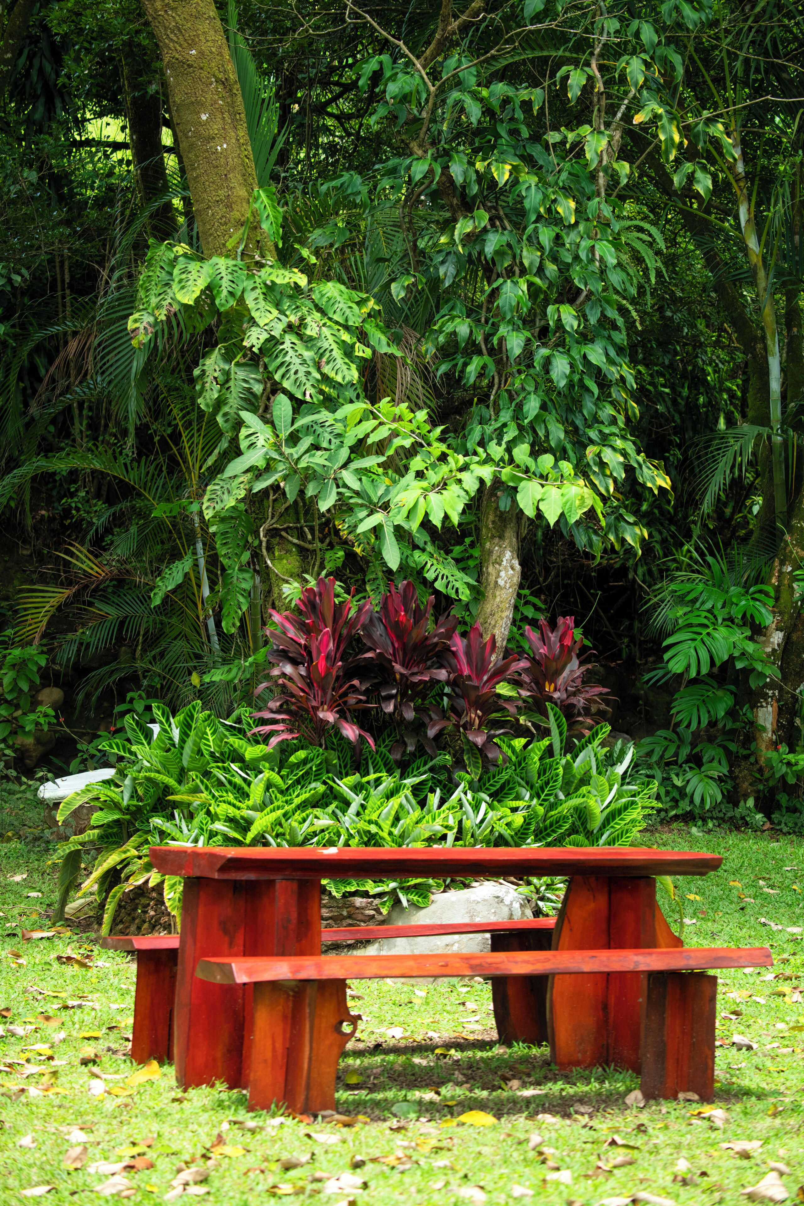 A wooden picnic table surrounded by lush greenery and various plants.