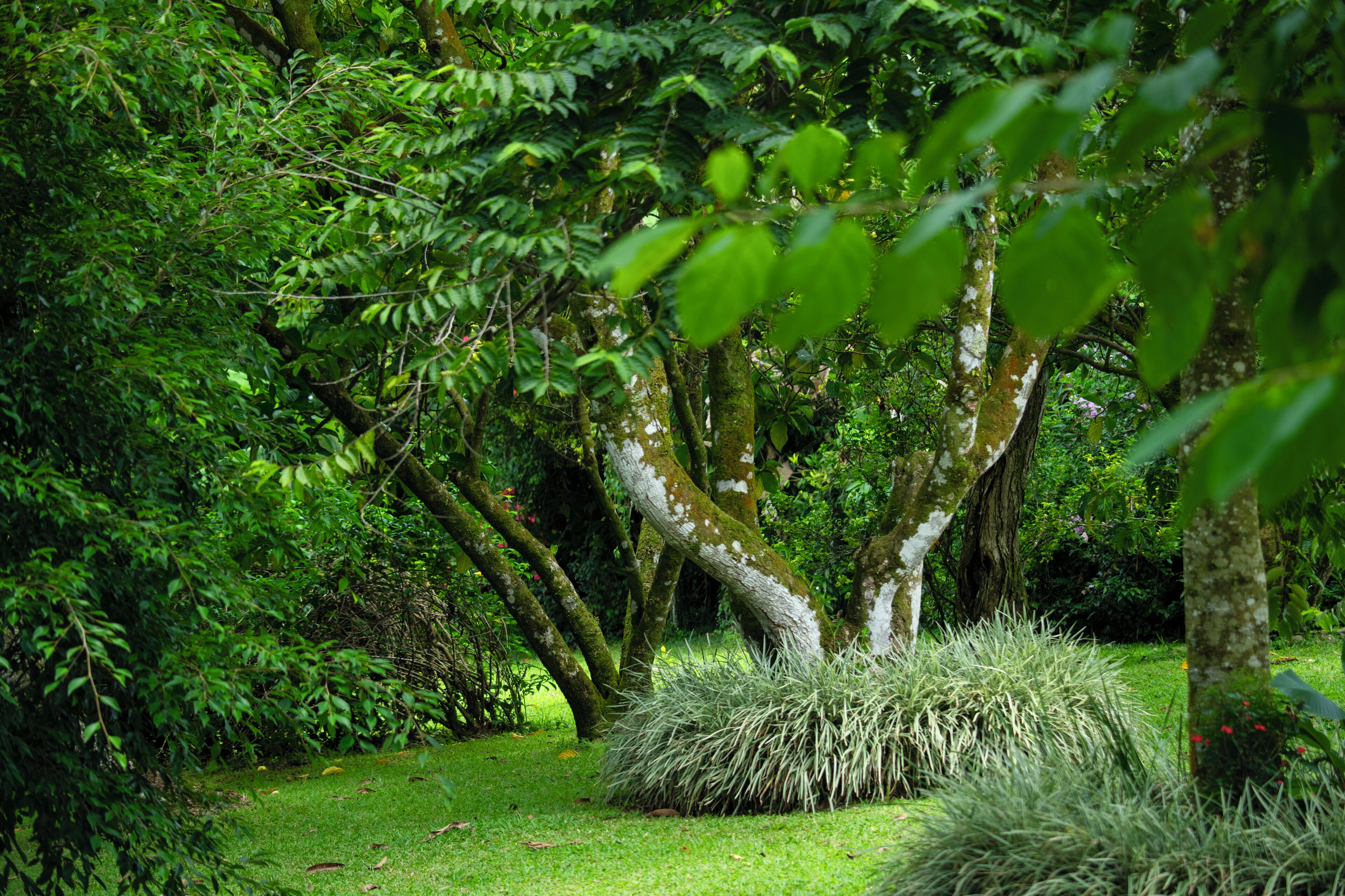 A lush garden with mature trees and well-maintained grass.