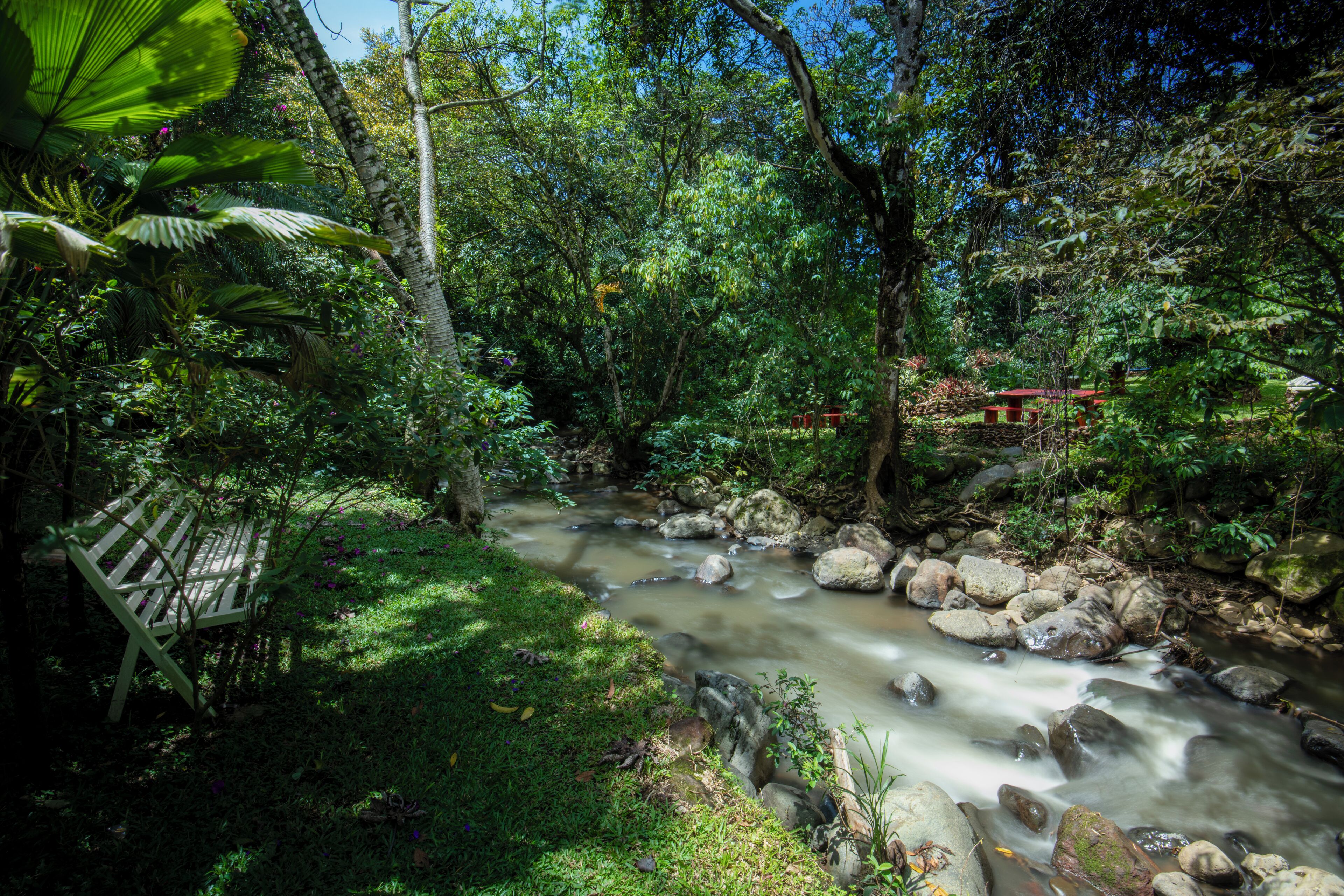 Un entorno exterior tranquilo con un arroyo, rocas y abundante vegetación.