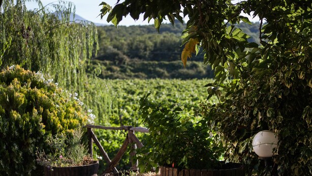 Un jardin agrémenté de plantes en pot et d’une structure en bois.