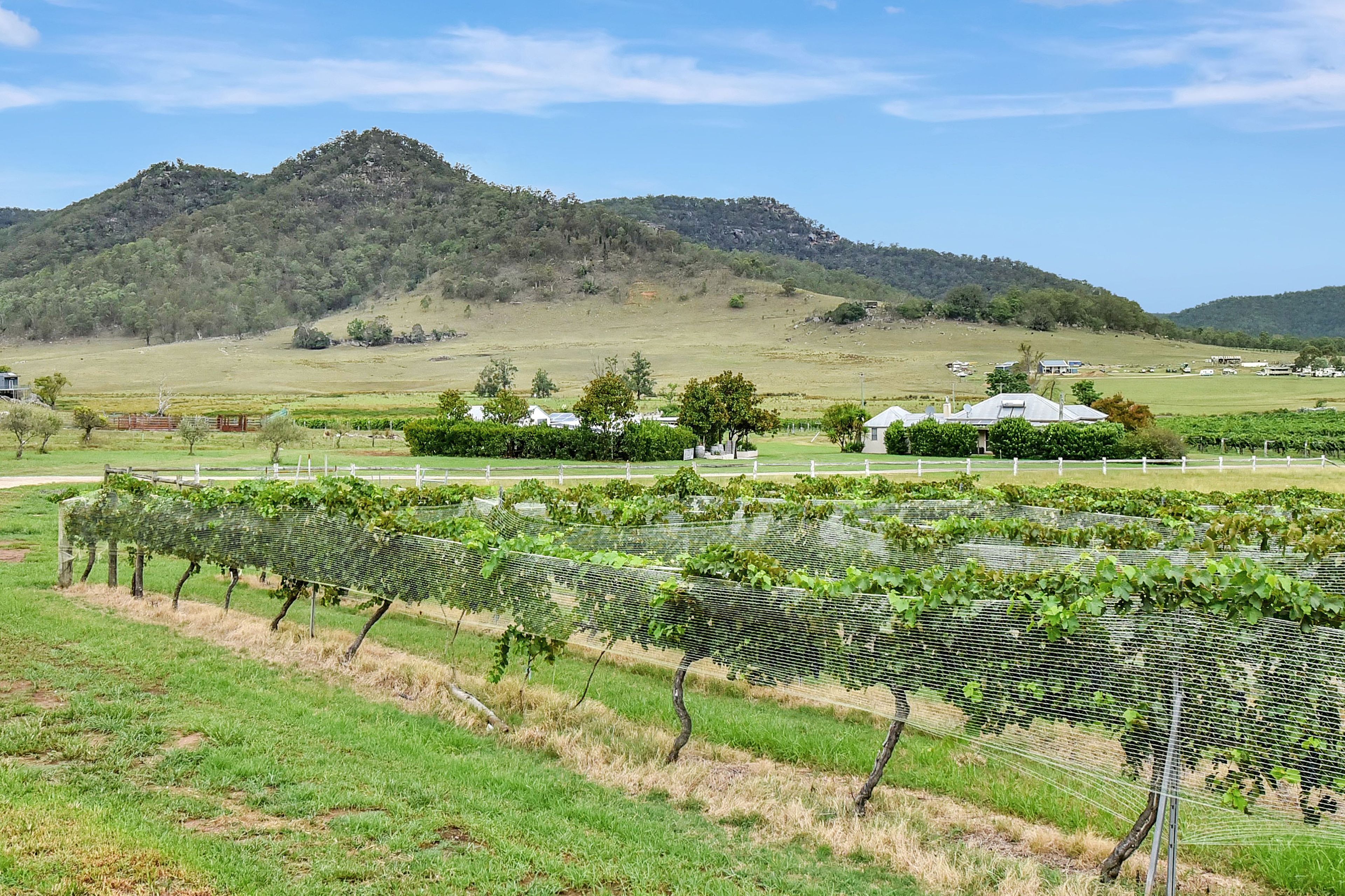 A vineyard with rows of grapevines, a mountain in the background, and a few buildings.
