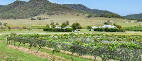 A vineyard with rows of grapevines, a mountain in the background, and a few buildings.