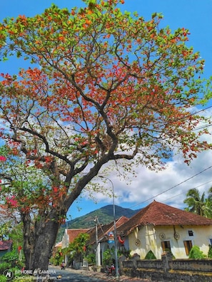 A tree with red and green leaves in front of a building with a red roof. - Thao Lien Hotel (Ho Chi Minh City)