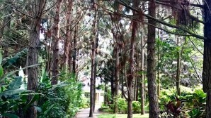 Un sendero bordeado por árboles altos y abundante vegetación, que lleva a un edificio a lo lejos.
