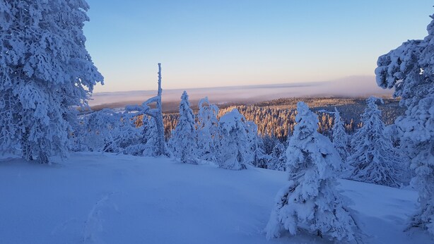 A snowy landscape with dense trees and a clear sky. - Hotel Arctic Zone (Kuusamo)