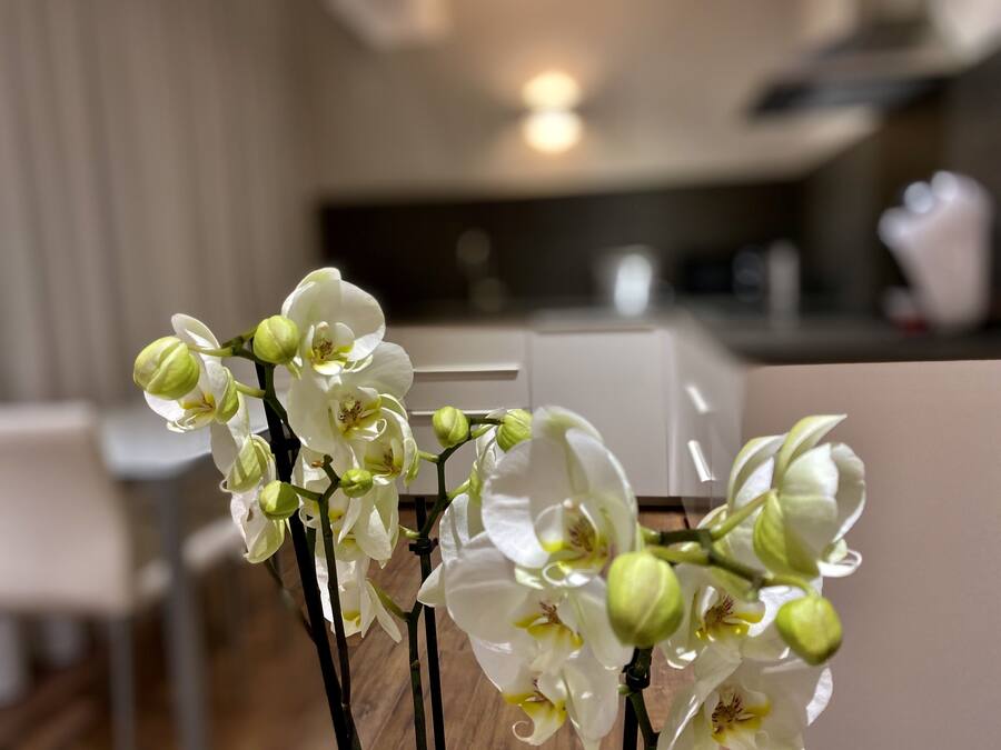 Primer plano de orquídeas blancas con yemas verdes en un ambiente interior moderno.