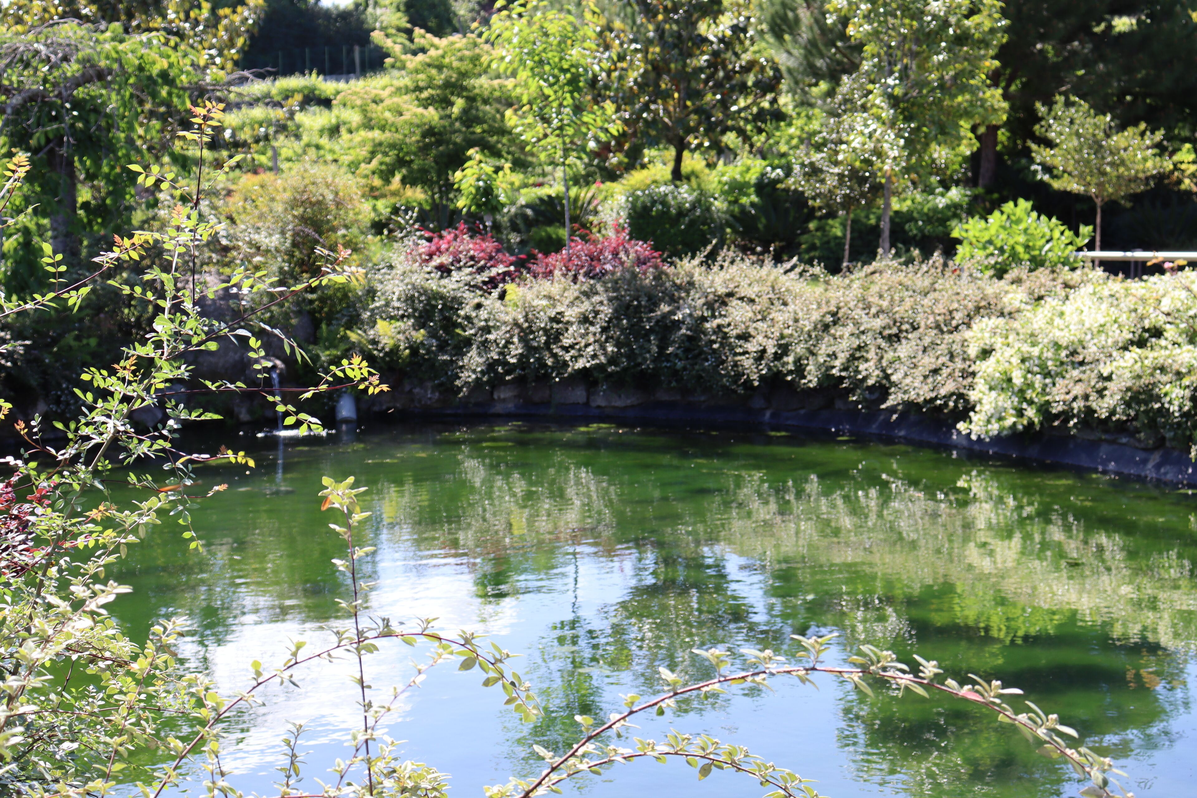 A tranquil garden with a pond, surrounded by various shrubs and trees.