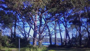 A garden with trees and a body of water. - Bayview water front holiday rental. (Lemon Tree Passage)