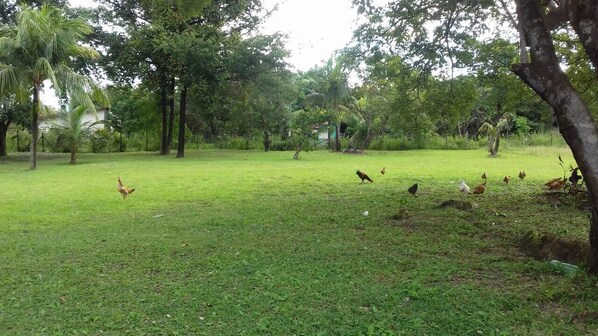 Jardín