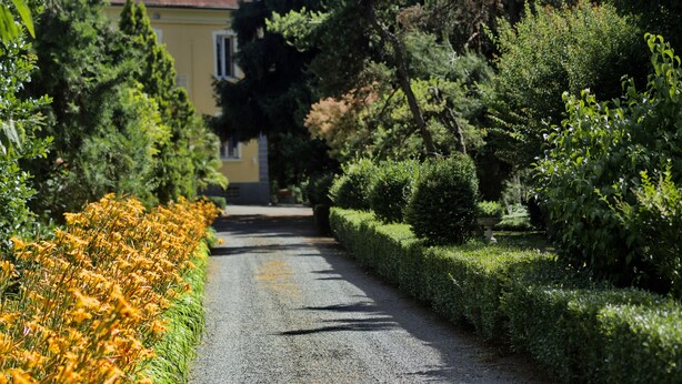 A narrow, paved road flanked by neatly trimmed hedges and vibrant yellow flowers.