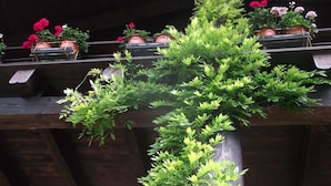 En trækonstruktion med flere blomsterkrukker med røde og lyserøde blomster.