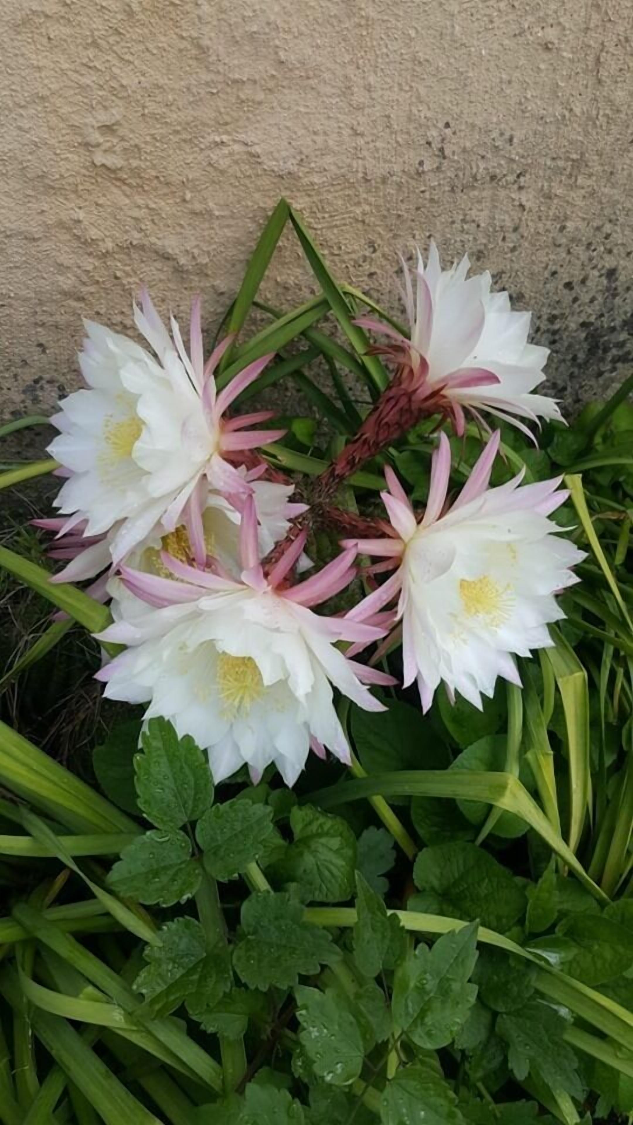 A cluster of white flowers with pink accents, surrounded by green foliage.