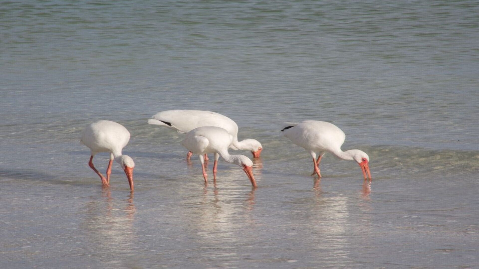 Un grupo de aves blancas con picos y patas anaranjadas posado en aguas poco profundas.