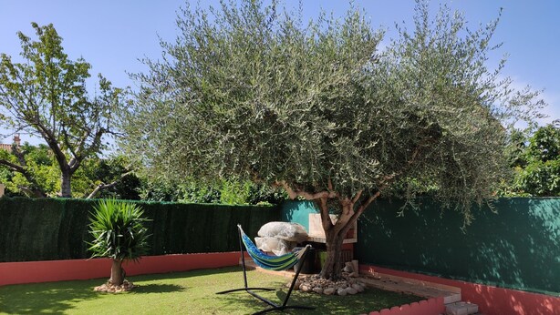 A well-maintained garden with a hammock, a tree, and a green hedge. - Close to center, comfort room in air-conditioned villa sauna, billiard, garden (Perpignan)