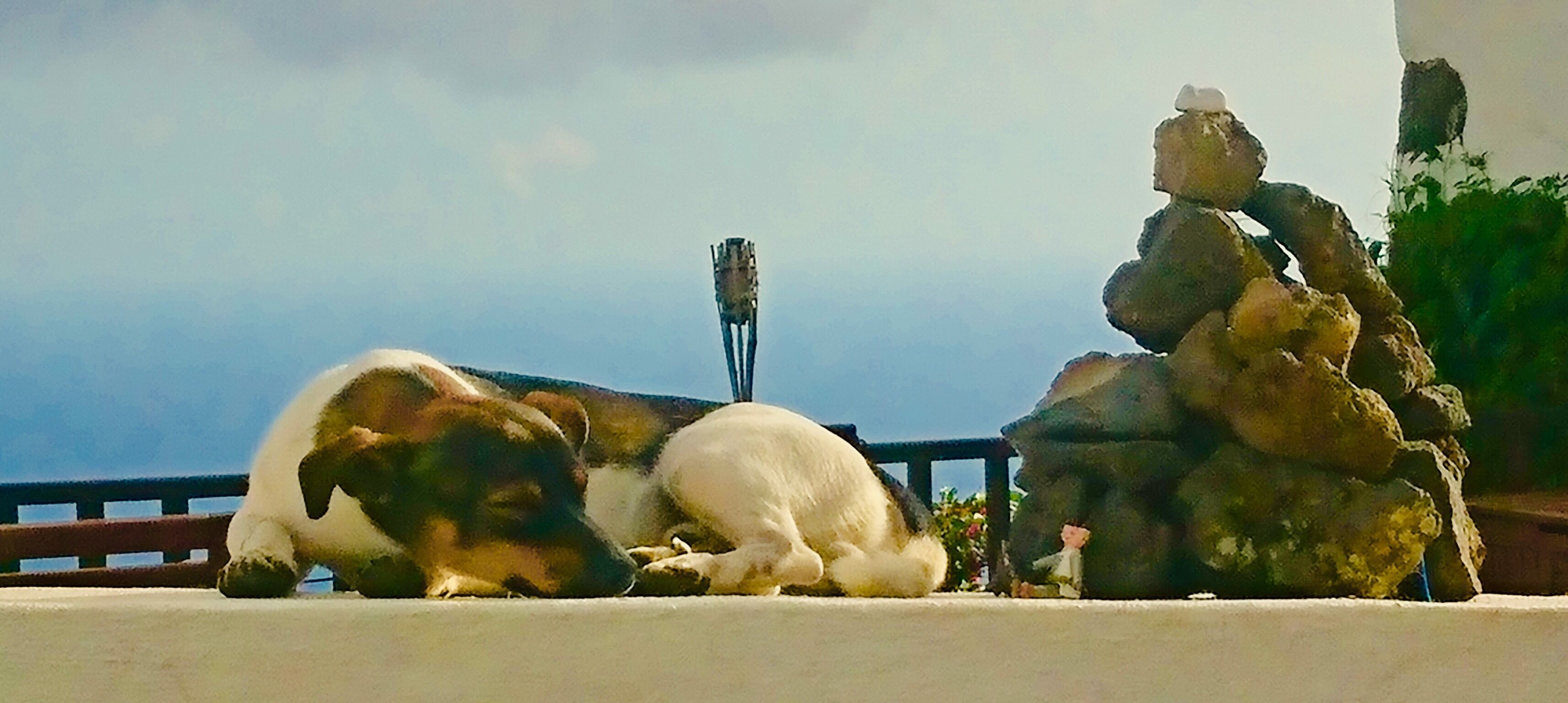 A dog lying on a ledge with a rock formation and a statue in the background.
