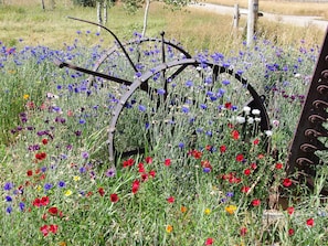 Summertime wildflowers abound