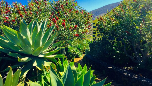 A garden with large green plants and red flowers, with a stone wall and a mountain in the background.