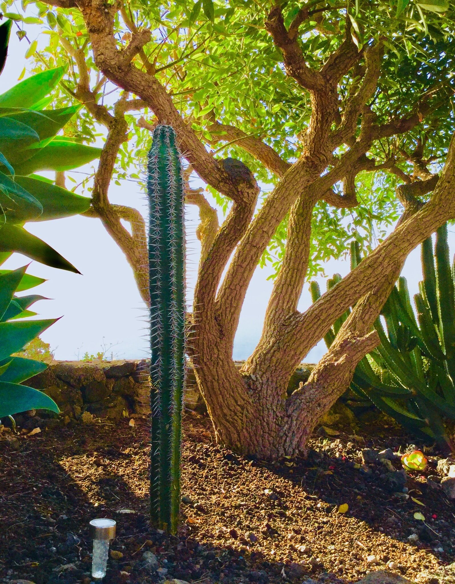 Un cactus dans un jardin, avec un grand arbre et d’autres plantes.