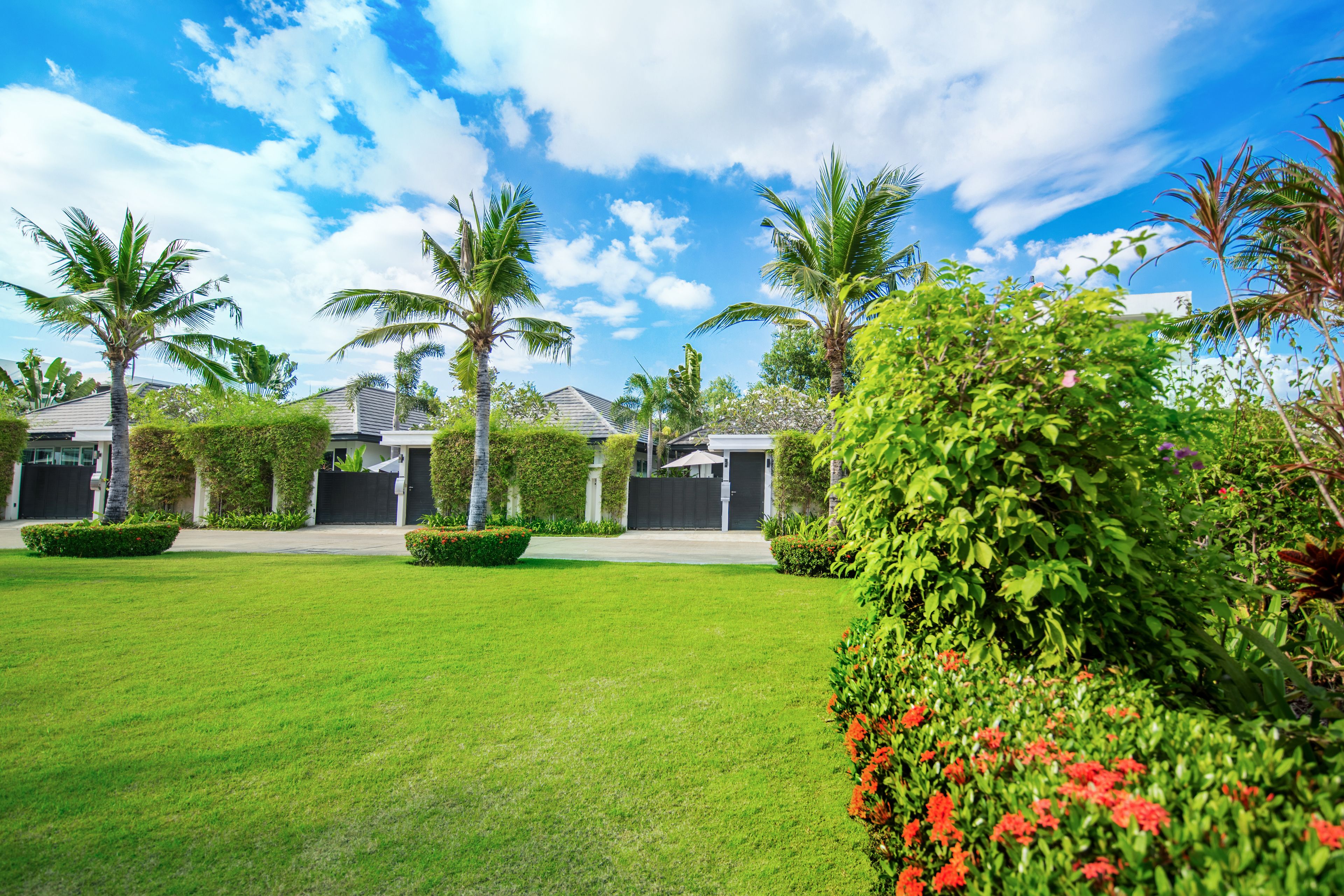 A well-maintained lawn with palm trees and a hedge with red flowers.