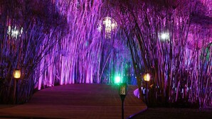 A pathway flanked by tall, illuminated bamboo stalks, leading to a wooden platform with a green light at the end. - El Laurel Hotel Boutique (Xochitepec)
