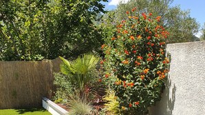 Un jardí ben cuidat amb diverses plantes i una petita palma.