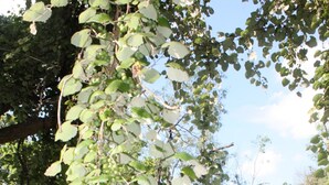 Ein Baum mit grünen Blättern und Früchten in einer grünen Wiese.