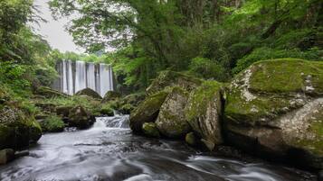 Una cascada fluye sobre rocas cubiertas de musgo en un exuberante bosque.
