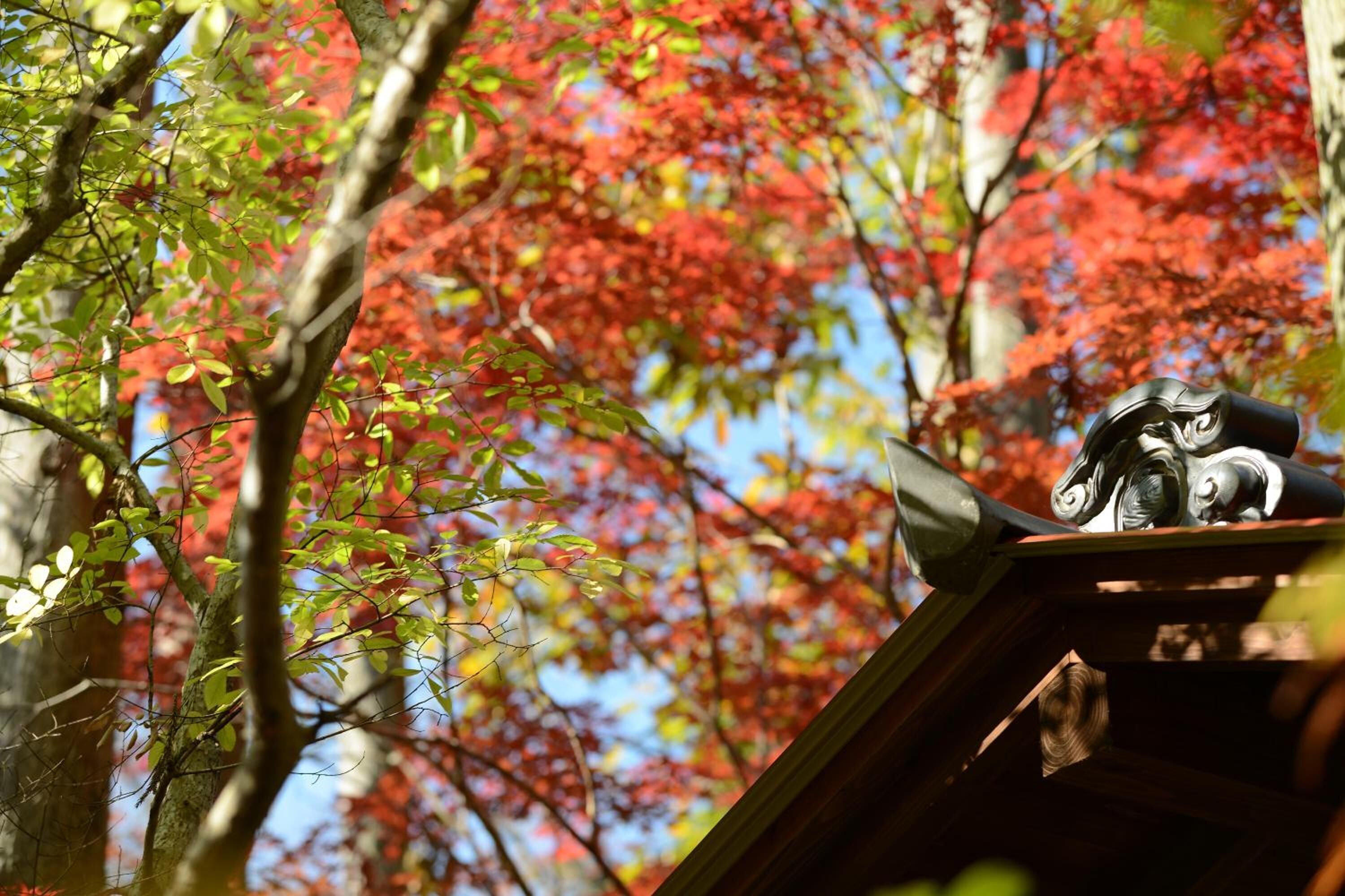 A traditional Japanese torii gate with a statue of a deity on top, surrounded by autumn foliage.