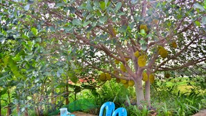 Unclassified image, 3 of 30, button - Yelagiri Farm House (Tirupattur)