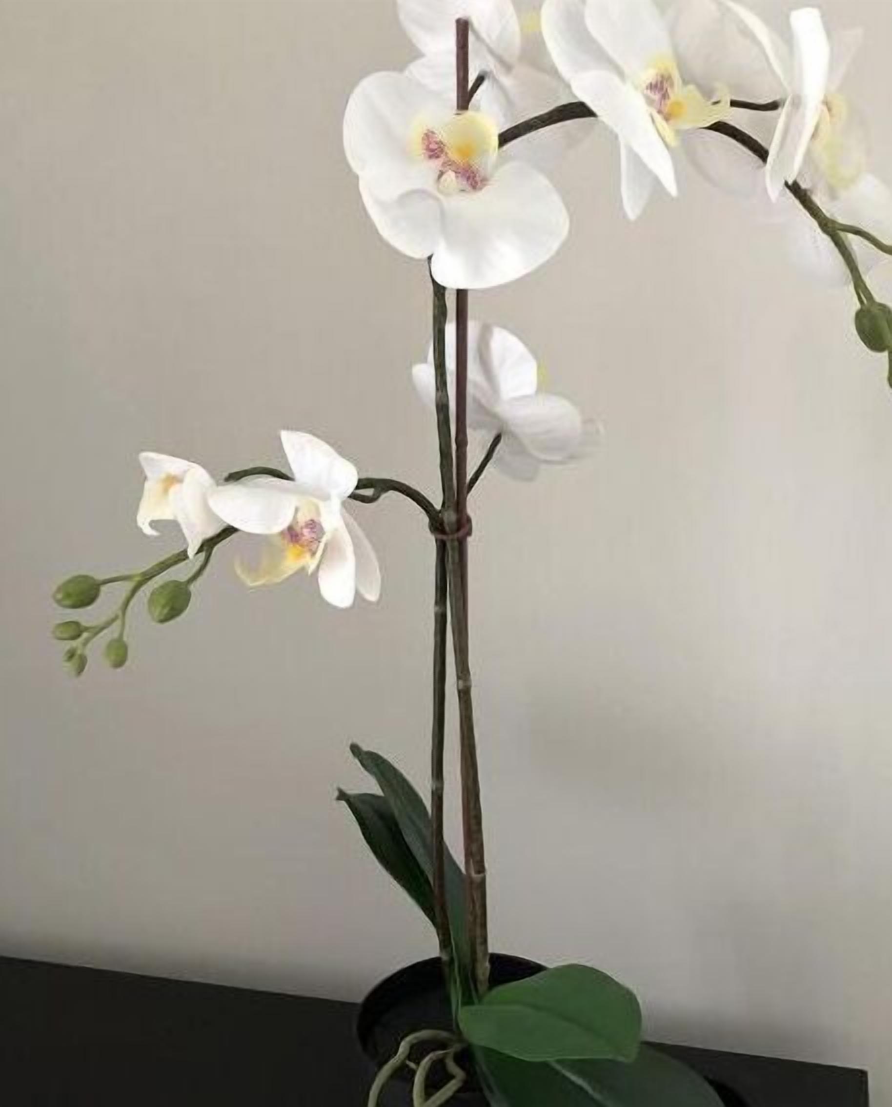 Una planta de orquídea en maceta con flores blancas y hojas verdes.
