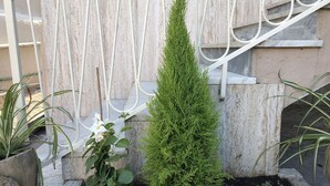 A small garden area with a variety of plants, including a tall coniferous tree, a flowering plant with white flowers, and other greenery. - B & B Raffaello (Terzigno)