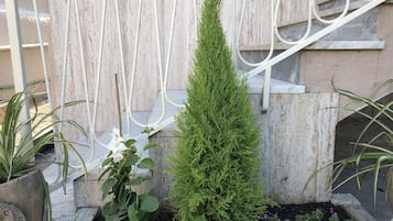 Jardim