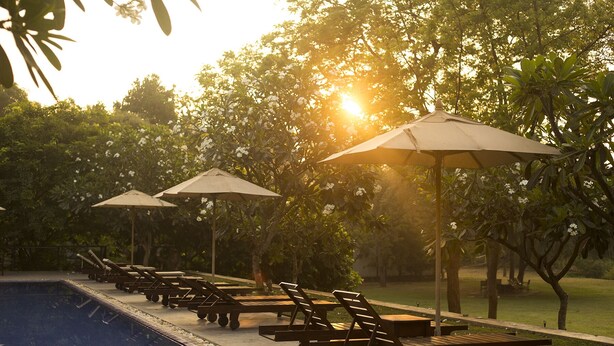 Un área junto a la piscina con sillas de descanso y sombrillas, rodeada de árboles y follaje.