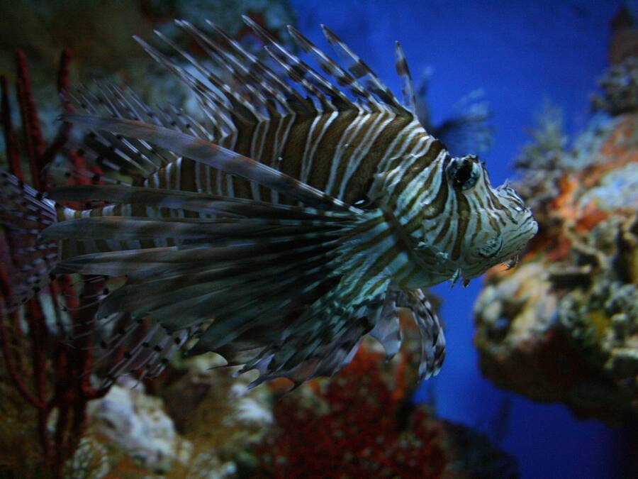 Um peixe-leão com nadadeiras listradas em um aquário.