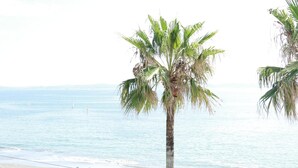Une plage avec un palmier et une vue sur l’océan.