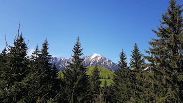 A mountain landscape with dense forest in the foreground and a snow-capped peak in the background.
