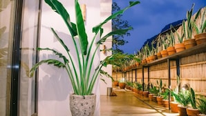 Un couloir orné de plantes en pot, doté d’un sol en béton et d’un mur en bois.