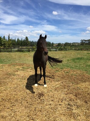 View from property - Ross Farms (Wellington)