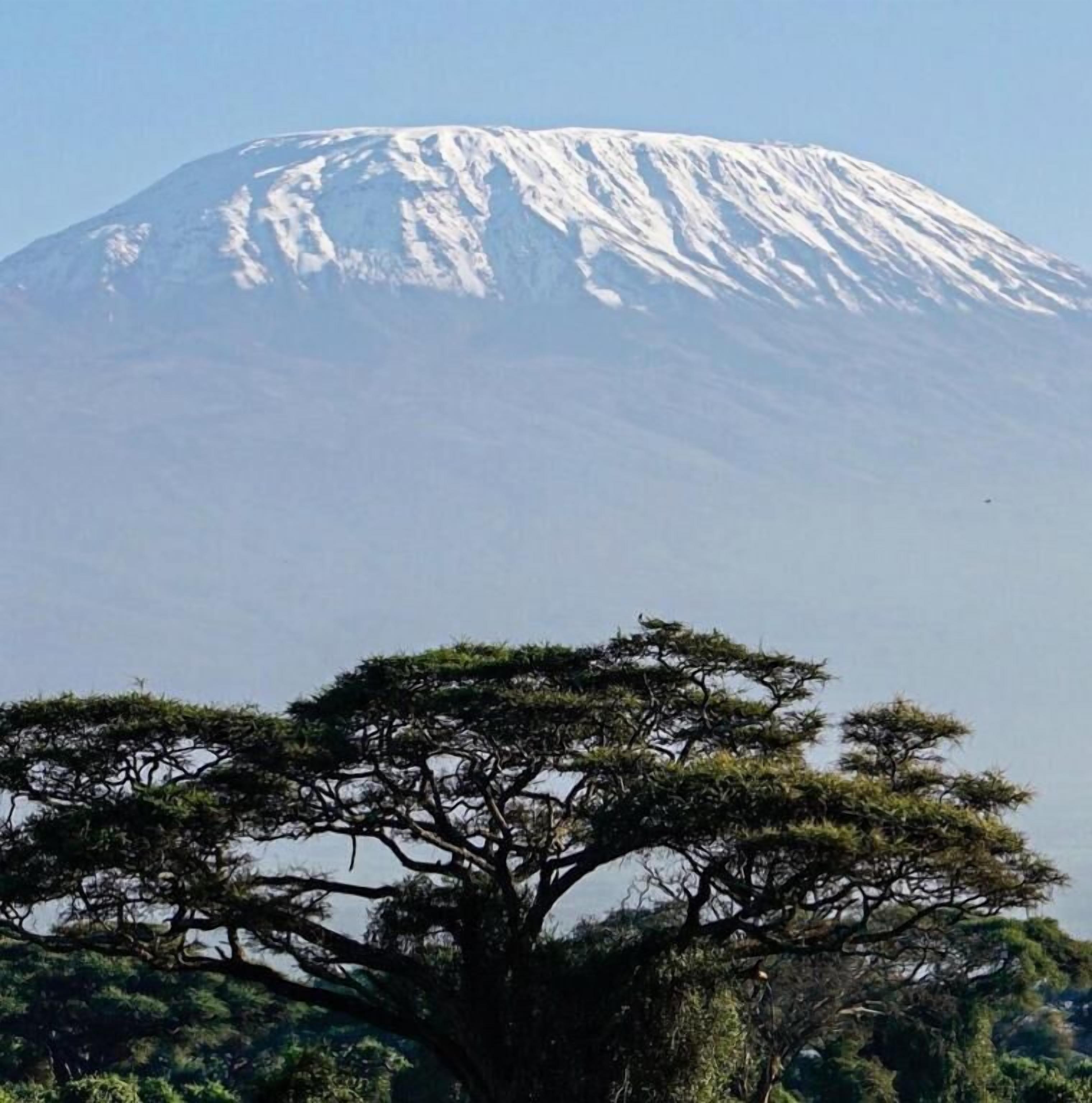 A mountain with a snow-covered peak and a prominent tree in the foreground.