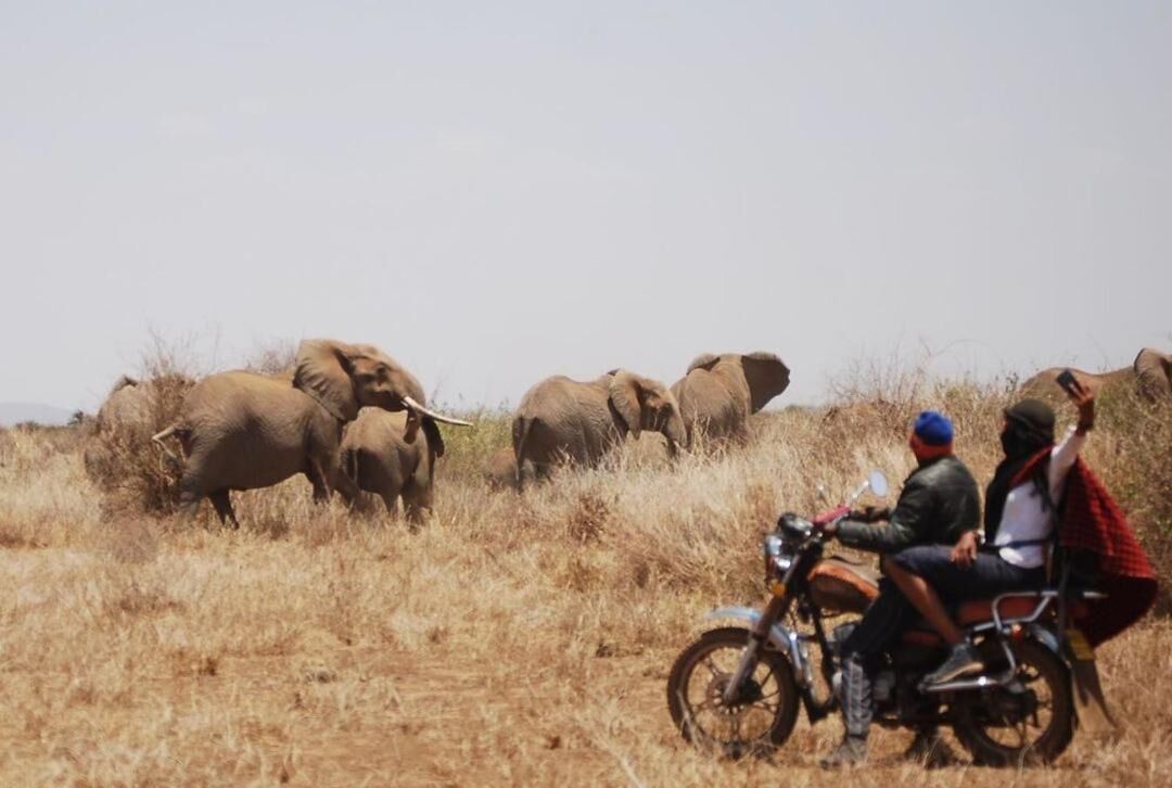 A group of elephants in a dry grassland with a motorcycle carrying two passengers.
